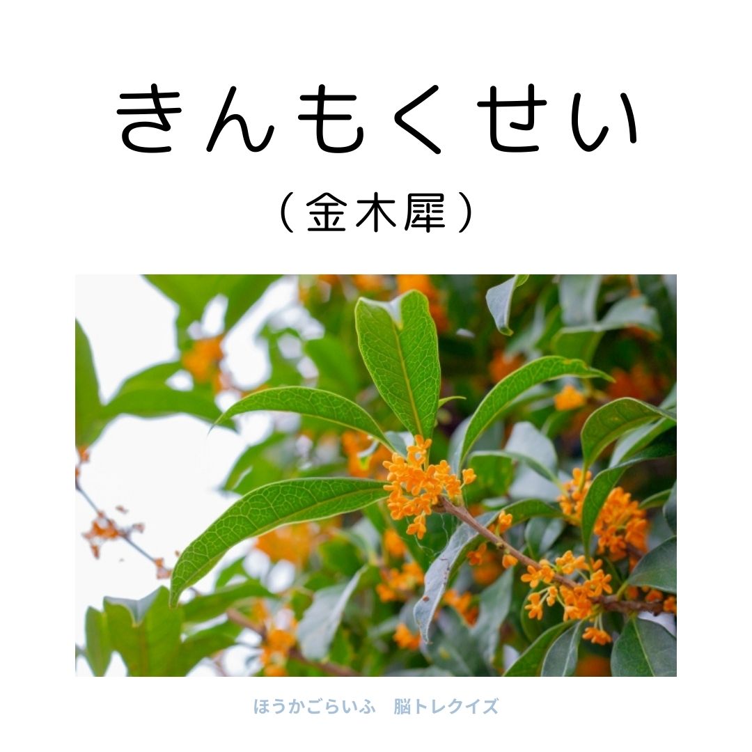 高齢者向け（無料）言葉の並び替えで脳トレしよう！文字（ひらがな）を並び替える簡単なゲーム【花の名前】健康寿命を延ばす鍵